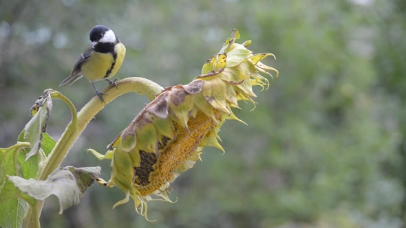 Birds Eat Sunflower Seeds.