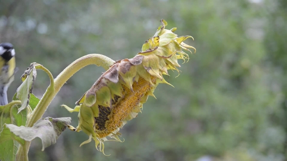 Birds Eat Sunflower Seeds.