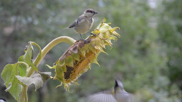 Birds Eat Sunflower Seeds.