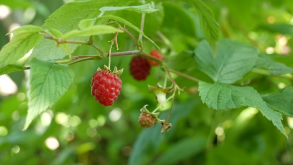 Raspberry on a Branch. The Branch of Raspberry Waving Slightly. alt