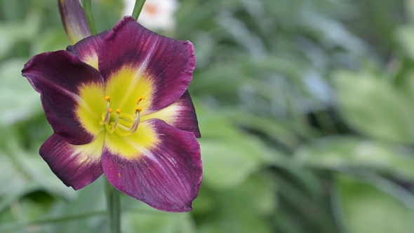 Beautiful Dark Daylilies. alt