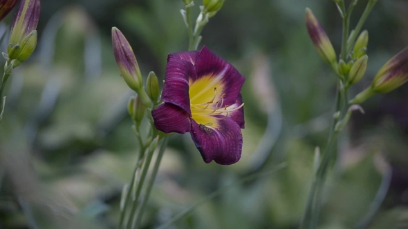 Beautiful Dark Daylilies. alt