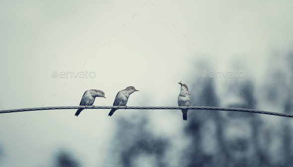 Three birds on wire, one of the bird has a food - Stock Photo - Images