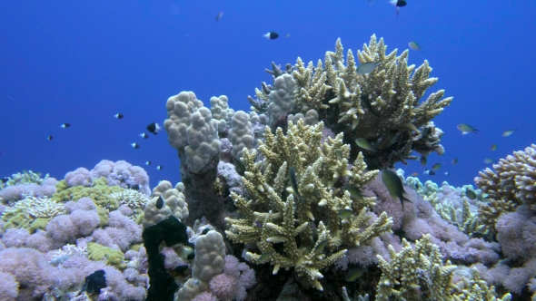 Staghorn Coral, Acropora Pulchra, with Tropical Fish Underwater in the Red Sea alt