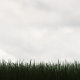 The Wind Blows on The Grass - VideoHive Item for Sale
