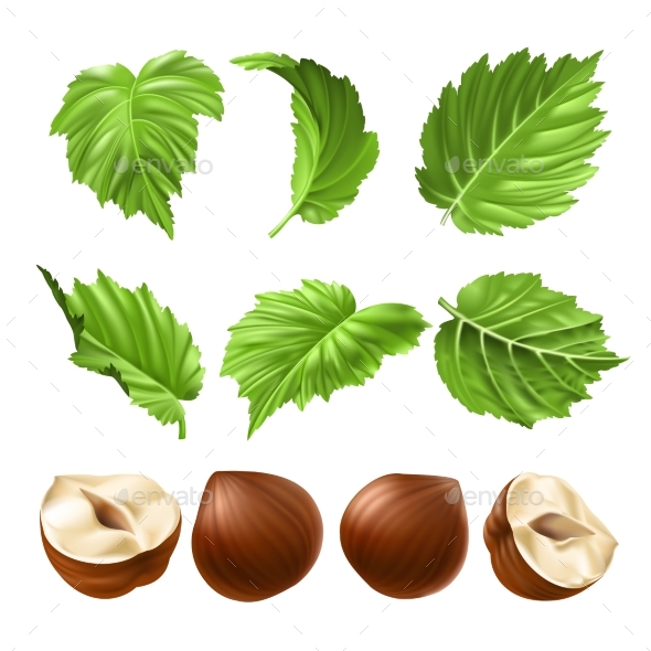 Vector Realistic Illustration of a Peeled Hazelnut - Food Objects