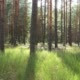Landscape with Pine Trees on a Sunny Day Landscape with Pine Trees on a Sunny Day - VideoHive Item for Sale