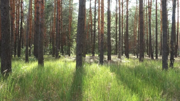 Landscape with Pine Trees on a Sunny Day