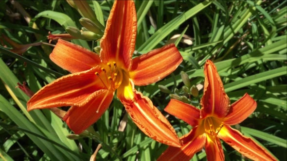 Flowering of Orange Lilies in the Garden