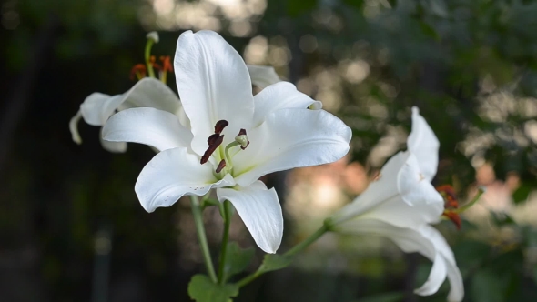 Beautiful Blooming Lilies
