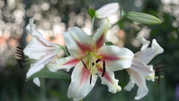 Beautiful Blooming Lilies alt