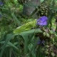 a Hungry Green Locust is Approaching a Flower a Hungry Green Locust is Approaching a Flower - VideoHive Item for Sale