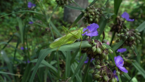 a Hungry Green Locust is Approaching a Flower