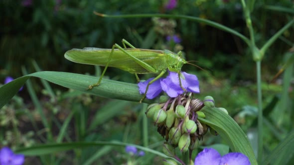 Green Locust Sits on a Flower and Eats Petals