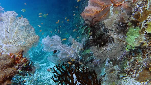 Huge Gorgonian Fan Corals Grows on a Reef in Raja Ampat Indonesia alt