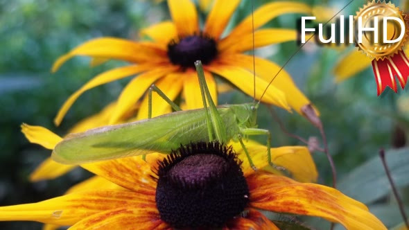 Green Locust Sits on a Yellow Flower