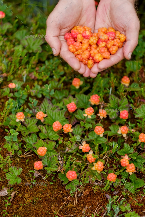 Cloudberry grow in the forest in Russia Stock Photo by koldunov PhotoDune