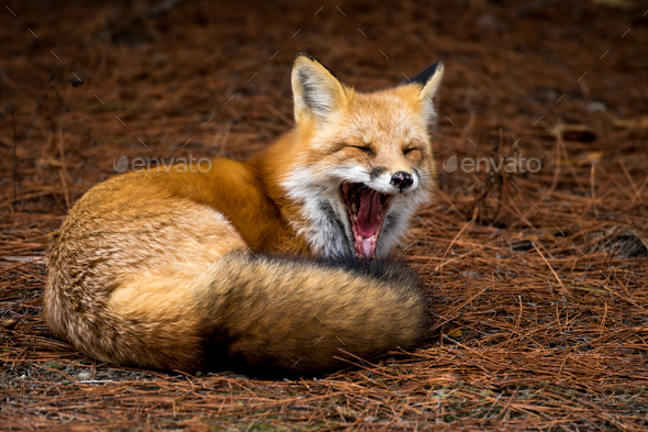 Red Fox - Vulpes vulpes, yawning while laying down in the pine needles.