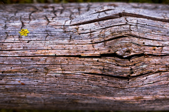 Dark wood texture.