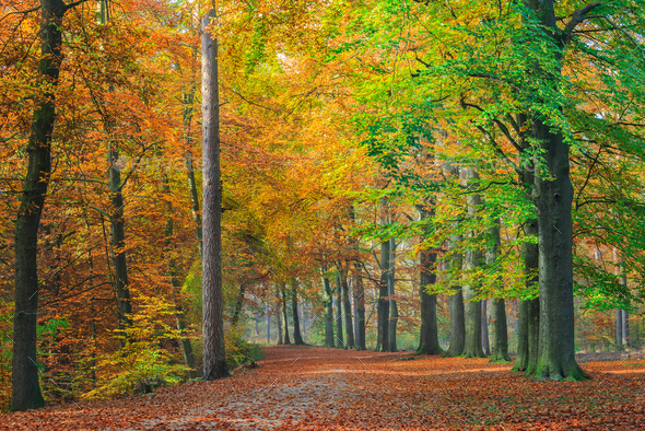 Autumn foliage along a forest path