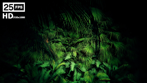 Jungle Palms 06 HD alt