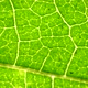 Green Leaf Analysis - VideoHive Item for Sale