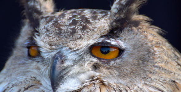 Owl's Look alt
