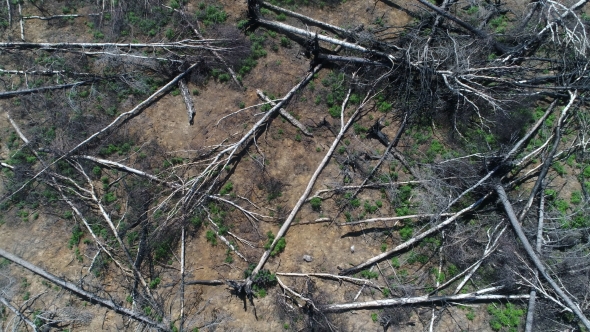 Aerial View Flying Over Destroyed Cut Forest