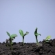 Green Vegetable Marrow Sprout Growing - VideoHive Item for Sale