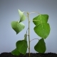 A Small Green Plant Withers - VideoHive Item for Sale