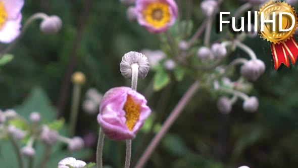 Bumblebee Flies Out of a Flower Bud