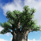 Old Tree and Moving Clouds - VideoHive Item for Sale