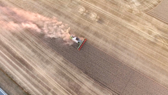 Aerial View of the Combine Harvester Working on the Large Wheat Field at Sunset Light alt