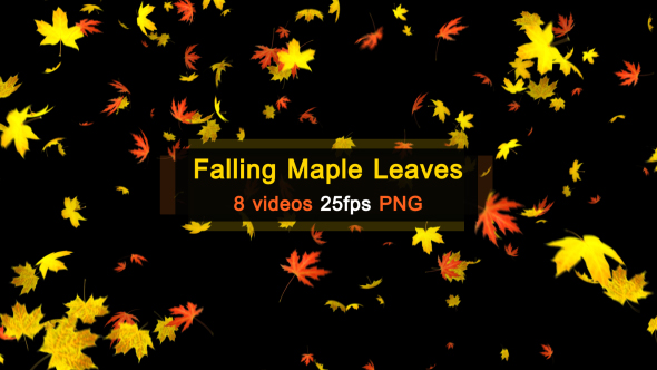 Maple Leaves Falling alt