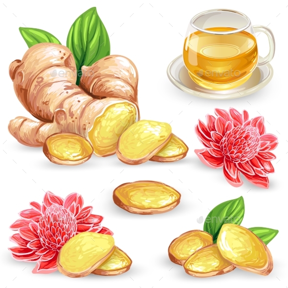 Set Vector Illustration of a Fresh Ginger Root - Food Objects