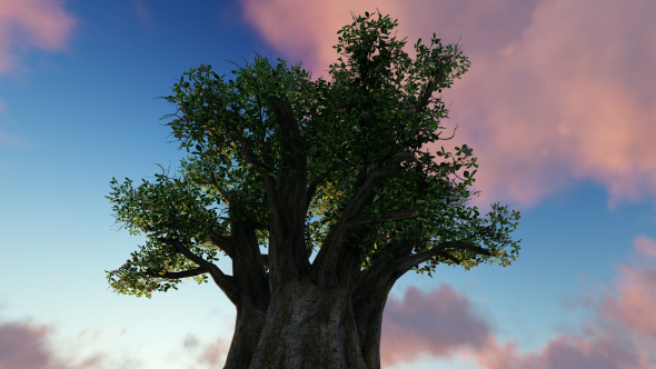 Tree and Sunset, Motion Graphics | VideoHive