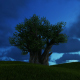 Tree and Evening Sky - VideoHive Item for Sale
