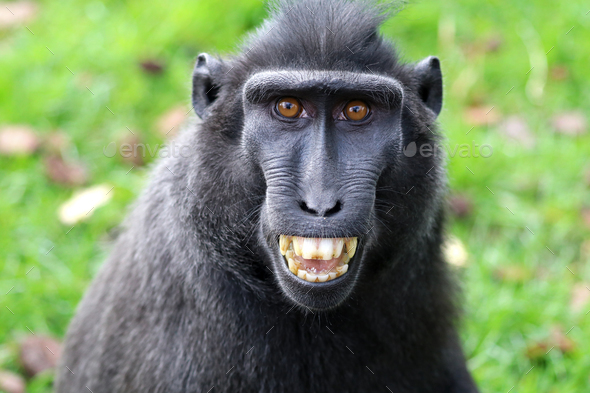 Crested macaque - Stock Photo - Images