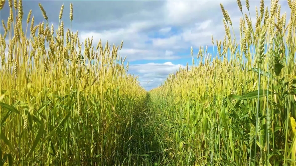 Spikelets of Wheat in the Wind