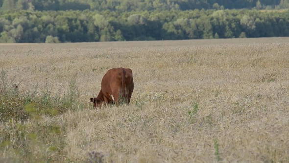 Cow Grazing in the Field