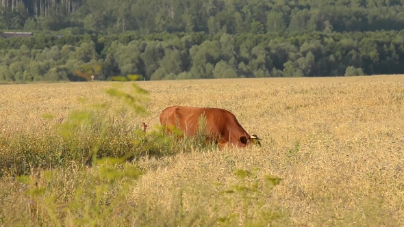 Cow Grazing in the Field