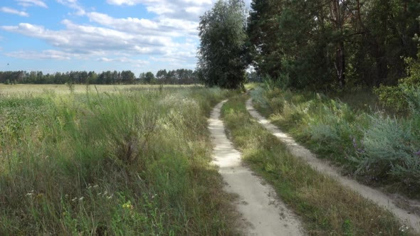 Road Near the Field and Forest on a Summer Day