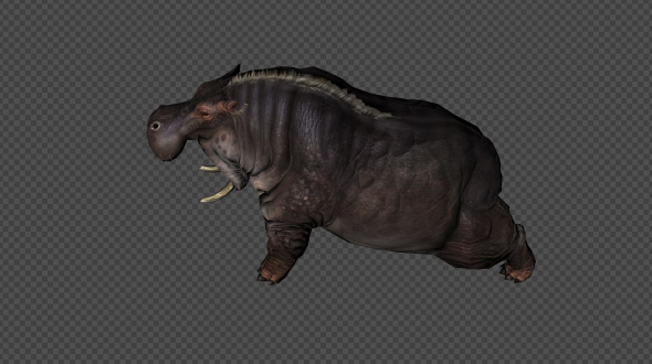 Hippopotamus Attack Pack 16 In 1