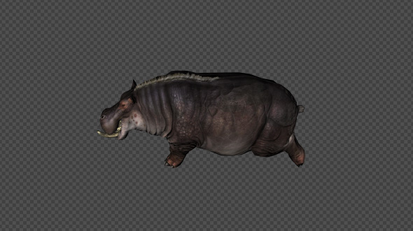 Hippopotamus Run Pack 4 In 1