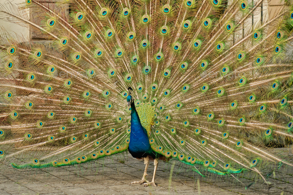 Peacock with colorful spread feathers