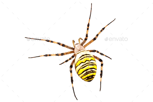 Wasp spider (Argiope bruennichi) on a white background - Stock Photo - Images