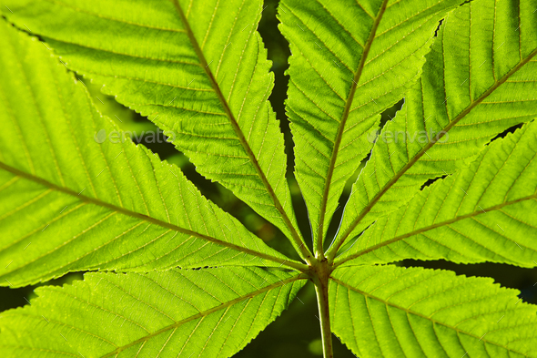 Green leaves detail on the forest. Fresh nature background. Lush