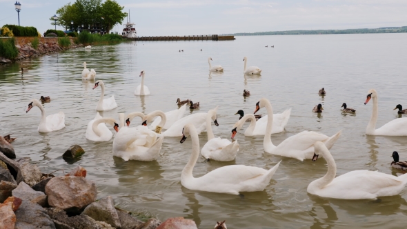 A Flock of Swans on the Lake, Waiting for the Food From the Tourists. Lake Balaton in Hungary alt