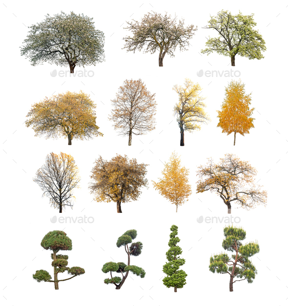 tree isolated - Stock Photo - Images
