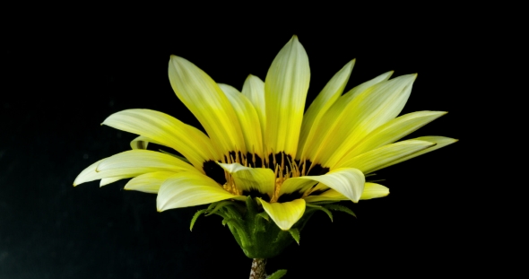 Yellow Flower Blossom on Dark Background alt